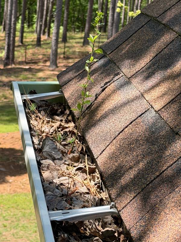 Gutters completely full of leaves and debris with plant growing out